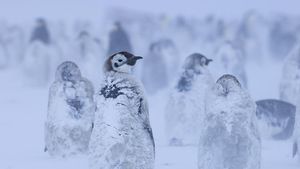 Momen Penguin Kaisar Hadapi Badai Salju di Antartika