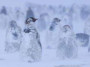 Momen Penguin Kaisar Hadapi Badai Salju di Antartika Momen Penguin Kaisar Hadapi Badai Salju di Antartika