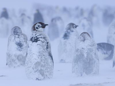 Momen Penguin Kaisar Hadapi Badai Salju di Antartika