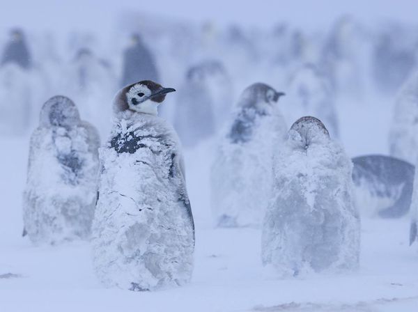 Momen Penguin Kaisar Hadapi Badai Salju di Antartika