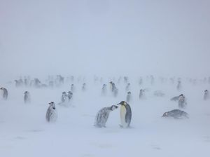 Fosil Penguin Raksasa Ditemukan di Selandia Baru, Lebih Besar dari Manusia