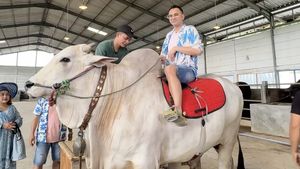 Detik-detik Raffi Ahmad Jatuh dari Sapi 1 Ton