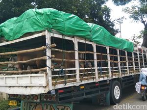 Pengiriman Sapi-Kerbau Bima ke Luar Pulau Turun karena Populasi Merosot