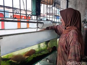 Lanjutkan Bisnis Almarhum Suami, Pedagang Ikan Hias Pilih KUR Mikro BRI Lanjutkan Bisnis Almarhum Suami, Pedagang Ikan Hias Pilih KUR Mikro BRI