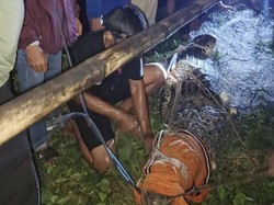 Kerap Bikin Resah, Warga Barru Berjibaku Tangkap Buaya 4 Meter Pakai Pukat