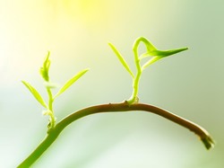 Fotosintesis Adalah? Ini Sejarah Penemuan hingga Prosesnya