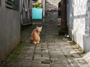 Jadwal Sterilisasi Kucing Gratis di Kebon Lega Bandung Jadwal Sterilisasi Kucing Gratis di Kebon Lega Bandung