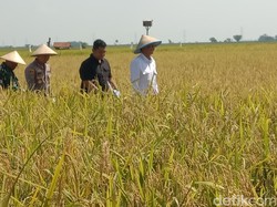 Jurus Irigasi Hemat Air yang Bikin Produksi Padi di Indramayu Meningkat