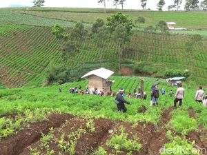 Geger! Kebun Teh di Pangalengan yang Juga Disukai Wisatawan Itu Jadi Kebun Sayur Geger! Kebun Teh di Pangalengan yang Juga Disukai Wisatawan Itu Jadi Kebun Sayur