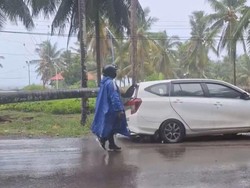 Pohon Kelapa Tumbang di Gorontalo Timpa Mobil di Jalan gegara Angin Kencang