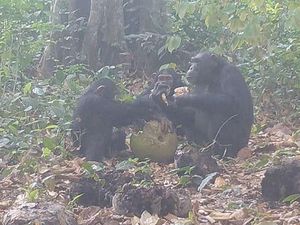 Pertama Kali Terekam! Simpanse Liar Ternyata Berbagi Buah Beralkohol Pertama Kali Terekam! Simpanse Liar Ternyata Berbagi Buah Beralkohol