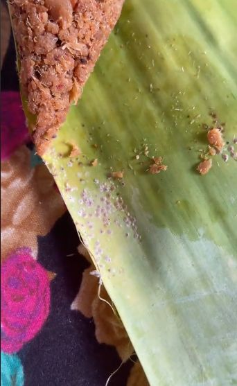 penjual pulut jorok pakai daun pisang yang tak dibersihkan