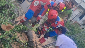 Pohon Tumbang Timpa Pengendara Motor di Koja Jakut