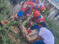 Pohon Tumbang Timpa Pengendara Motor di Koja Jakut