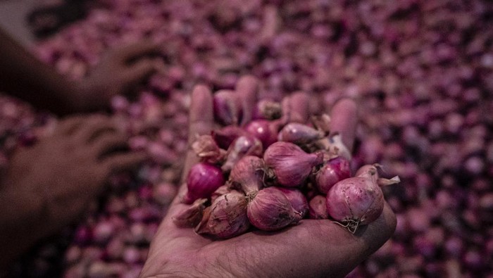 Harga bawang merah setempat di Semarang turun Pedahang mengemas bawang merah setempat pesanan pembeli di Pasar Johar, Semarang, Jawa Tengah, Rabu (23/4/2025). Menurut pengepul bawang merah setempat, harga bawang merah setempat di tingkat pengepul sekarang turun menjadi Rp15.000âRp25.000 per kilogram dari Rp35.000 pada permulaan April 2025 yang dipicu melimpahnya pasokan dari Sulawesi dan NTB, sementara itu di tingkat konsumen, harga juga turun dari Rp60.000 menjadi Rp35.000âRp40.000 per kilogram. ANTARA FOTO/Aprillio Akbar/foc.