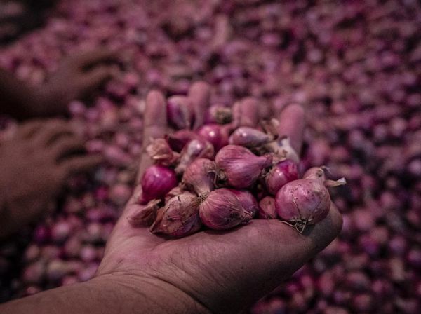 Harga Bawang Merah di Semarang Turun