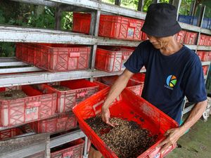 Intip Budi Daya Maggot untuk Kurangi Sampah Rumah Tangga Intip Budi Daya Maggot untuk Kurangi Sampah Rumah Tangga