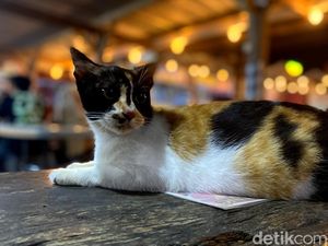 10 Cara Menghilangkan Bau Pipis Kucing di Rumah dengan Cepat 10 Cara Menghilangkan Bau Pipis Kucing di Rumah dengan Cepat