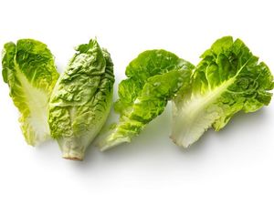 Ngeri! Gegara Selada Terkontaminasi Bakteri, Puluhan Orang Jatuh Sakit