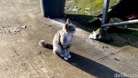 Infografis: 6 Solusi Alami Atasi Kucing Buang Kotoran di Pekarangan