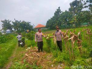 Polresta Sidoarjo Tinjau 2 Lokasi Program Ketahanan Pangan di Porong Polresta Sidoarjo Tinjau 2 Lokasi Program Ketahanan Pangan di Porong
