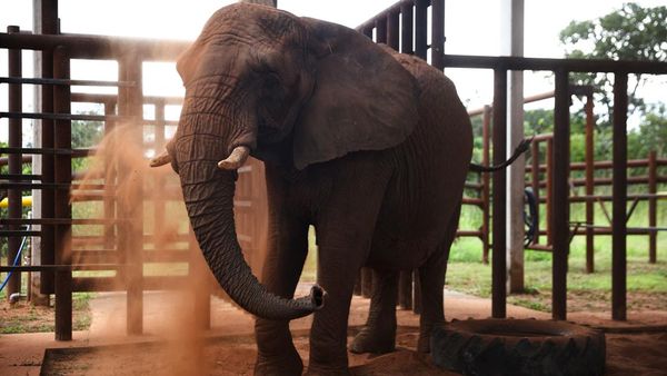 Potret Gajah Pupy Menempati Rumah Barunya di Brasil