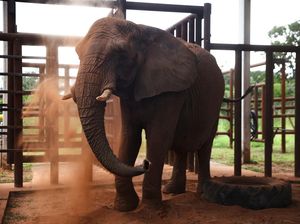 Potret Gajah Pupy Menempati Rumah Barunya di Brasil