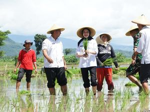 Walkot Kediri Vinanda Ajak Kapolres dan Dandim Tanam Padi Walkot Kediri Vinanda Ajak Kapolres dan Dandim Tanam Padi