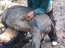 Pasutri Diseruduk Babi Hutan Saat Mandi Bareng