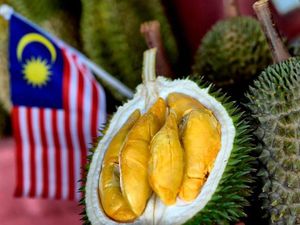 Durian Jatuh Pohon Asal Malaysia Semakin Populer di China Durian Jatuh Pohon Asal Malaysia Semakin Populer di China