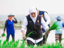 Jatim Cetak Rekor, Sumbang 25% Luas Tanam Padi Nasional di April 2025