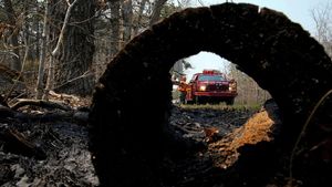 Hutan di New Jersey Membara