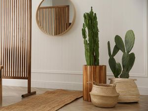 Awas! 3 Tanaman Ini Ternyata Bawa Sial Menurut Feng Shui Awas! 3 Tanaman Ini Ternyata Bawa Sial Menurut Feng Shui
