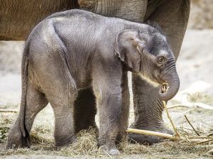 Kebun Binatang Zurich Rayakan Kelahiran Anak Gajah Langka Kebun Binatang Zurich Rayakan Kelahiran Anak Gajah Langka