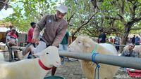 Meriahnya Kontes Domba di Lumajang