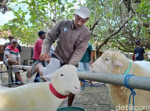 Meriahnya Kontes Domba di Lumajang