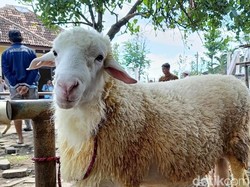 Domba yang Sah untuk Berkurban Minimal Umur Berapa?