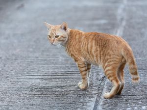 Cara Menghilangkan Bau Kencing Kucing Secara Alami, Ampuh! Cara Menghilangkan Bau Kencing Kucing Secara Alami, Ampuh!