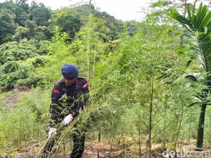 BNN Buru Pemilik Kebun Pinang di Aceh yang Ditanami 15 Ribu Batang Ganja
