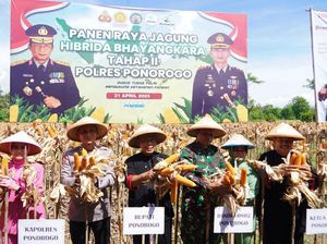 Petani Ponorogo Puji Jagung Hibrida Bhayangkara: Panen Melimpah Petani Ponorogo Puji Jagung Hibrida Bhayangkara: Panen Melimpah