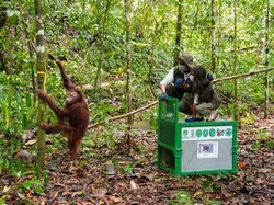 Lepas 6 Orang Utan di Kaltim, Menhut Tegaskan Jaga Populasi-Kelestarian Hutan