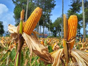 Saat Lahan Tidur di Bandung Ditanami Jagung demi Swasembada Pangan