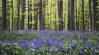 Pesona Bunga Bluebells di Hutan Hallerbos Belgia