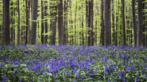 Pesona Bunga Bluebells di Hutan Hallerbos Belgia