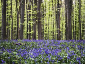 Pesona Bunga Bluebells di Hutan Hallerbos Belgia