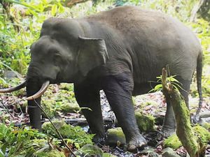 Gajah Mini Tinggal 13 di Nunukan: Dihormati Suku Dayak, Diburu Orang Jahat