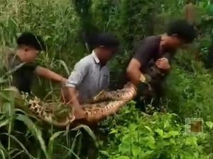 7 Fakta Heboh Buaya Ompong 3 Meter Berkeliaran di Ladang Jagung 7 Fakta Heboh Buaya Ompong 3 Meter Berkeliaran di Ladang Jagung