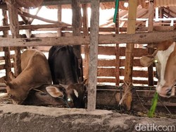 Ribuan Sapi Antre di Gili Mas, Peternak Lombok Timur Khawatir Harga Anjlok