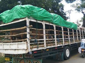 Dinas Pertanian Bali Terbitkan Surat Izin Melintas untuk Truk Sapi dari NTB Dinas Pertanian Bali Terbitkan Surat Izin Melintas untuk Truk Sapi dari NTB