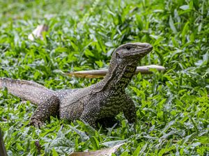 Bukan Cicak yang Jatuh dari Atap Rumah Warga Bogor, Biawak! Bukan Cicak yang Jatuh dari Atap Rumah Warga Bogor, Biawak!